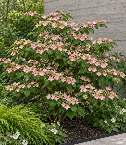 Viburnum plicatum ‘Pink Beauty’